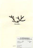 藏品(鳳尾菜)的圖片